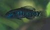 Elassoma evergladei - Everglades pigmy sunfish