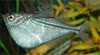 Gasteropelecus sternicla - Common hatchetfish