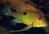 Geophagus surinamensis - Red-Striped Earth Eater