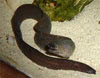 Gymnothorax tile - Snowflake eel