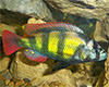Haplochromis sp. 44 - Cskos tzsgr