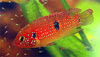 Hemichromis bimaculatus - Jewel Cichlid, Jewelfish
