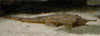 Hemiodontichthys acipenserinus - Knobnose Whiptail Catfish