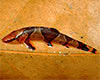 Homaloptera orthogoniata - Saddle-back Loach