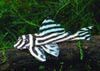 Hypancistrus zebra - Zebra pleco