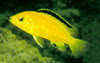 Labidochromis caeruleus - Aranysgr