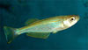 Lamprichthys tanganicanus - Tanganyikai ikrz fogasponty