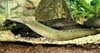 Macrognathus siamensis - Peacock Eel