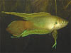 Macropodus ocellatus - Roundtail Paradise Fish
