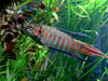 Macropodus opercularis - Paradise fish
