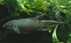 Macropodus spechti concolor - Fekete paradicsomhal