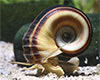 Marisa cornuarietis - Giant ramshorn snail