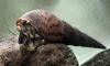 Melanoides tuberculata - Malj tornyoscsiga