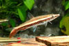Nannostomus eques - Brown pencilfish