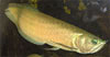 Osteoglossum bicirrhosum - Ezst csontnyelv hal