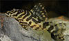 Peckoltia compta - Leopard Frog Pleco