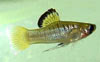 Phallichthys amates - Guatemalai pontyocska