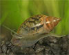Physella acuta - Bladder Snail