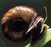 Planorbarius corneus - Nagy tnyrcsiga