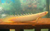 Polypterus senegalus - Nlusi sokszs csuka