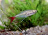Prionobrama filigera - Glass bloodfish, Glass bloodfin