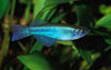 Procatopus aberrans - Bluegreen lampeye