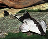 Pseudohemiodon apithanos - Kamleon vrtesharcsa