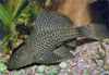 Pterygoplichthys multiradiatus - Orinoco sailfin catfish