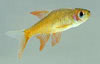 Rasboroides vaterifloris - Orange-finned barb