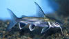 Ariopsis seemanni - Shark Catfish, Colombian Shark Catfish
