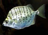 Selenotoca multifasciata - Sokcsk rgushal
