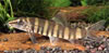 Sinibotia robusta - Kansu Loach