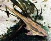 Sturisoma aureum - Aranyszakll vrtesharcsa