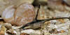 Sturisoma aureum - Giant Whiptail, Golden Whiptail