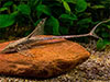 Sturisoma panamense - Royal Twig Catfish