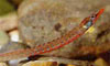 Enneacampus ansorgii - African Freshwater Pipefish