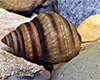 Taia naticoides - Piano Snail
