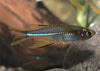 Marosatherina ladigesi - Celebes Rainbowfish