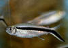 Thayeria boehlkei - Blackline penguinfish
