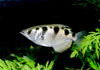Toxotes jaculatrix - Archerfish