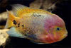 Paraneetroplus synspilus - Flower horn fish