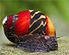Vittina waigiensis - Red racer Nerite snail