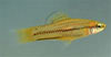 Xiphophorus pygmaeus - Trpe kardfark hal