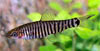 Micronemacheilus cruciatus - Hovering Zebra Loach