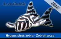 Az v dszhala 2012 - Hypancistrus zebra - Zebraharcsa