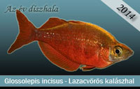 Az v dszhala 2014 - Glossolepis incisus - Lazacvrs kalszhal