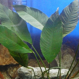 Anubias heterophylla - Kongi nagylevel vzilndzsa
