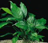 Anubias heterophylla - Kongi nagylevel vzilndzsa