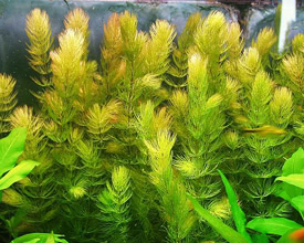 Ceratophyllum demersum - rdes tcsagaz