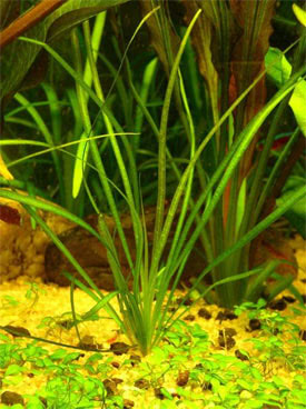 Helanthium bolivianum - Keskenylevel kardf